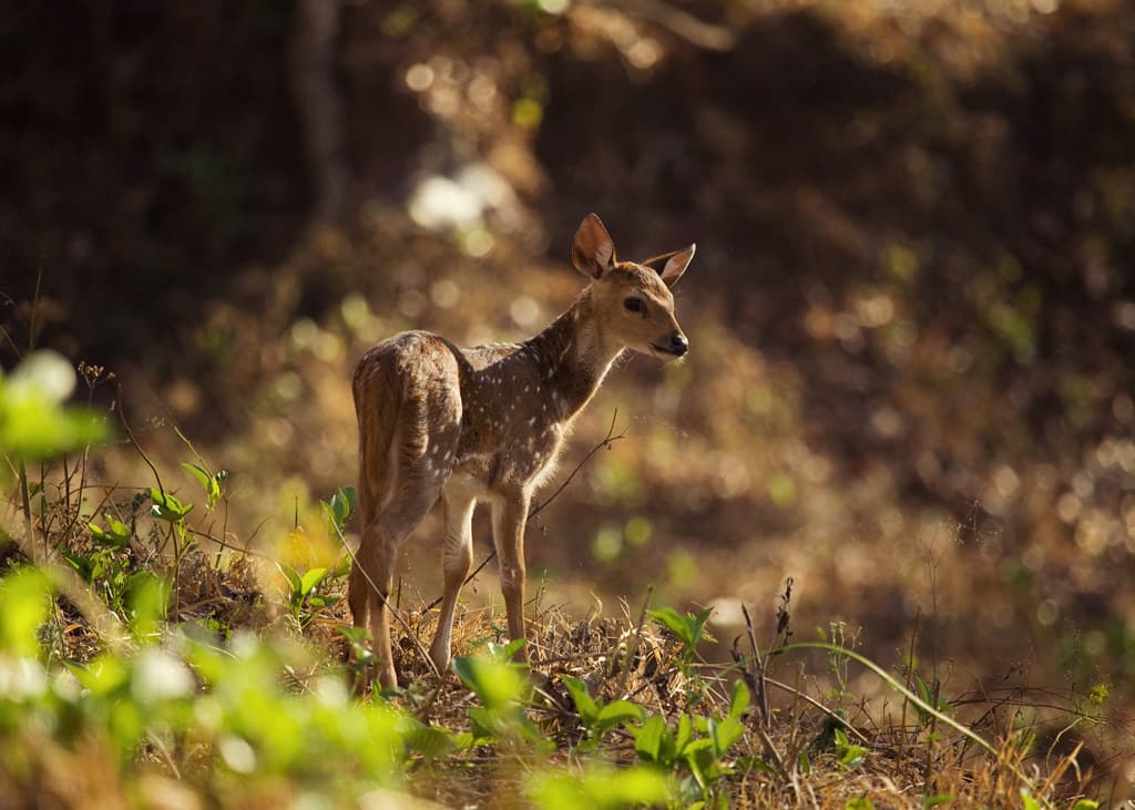 ಬೆಂಗಳೂರಿನಲ್ಲಿ Google ಮತ್ತು Antler India ಜೊತೆ AI Startup Immersion ಕಾರ್ಯಕ್ರಮ ಪ್ರಾರಂಭ
